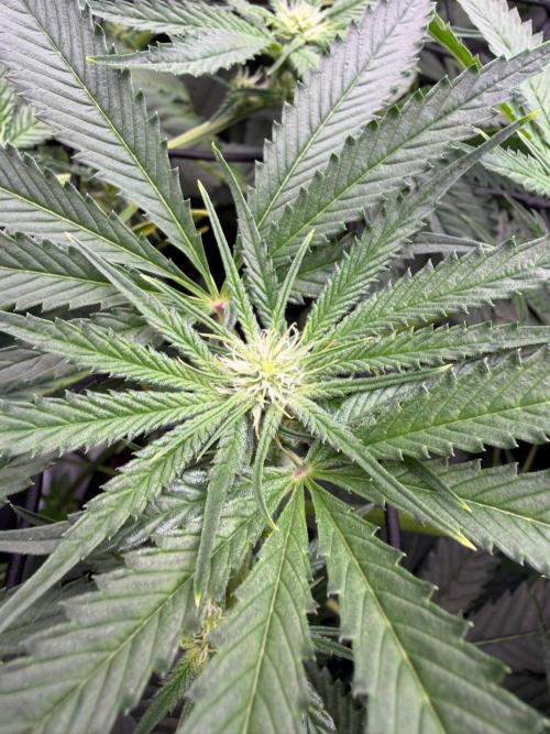 One order of Chicken n' Wafflez plz.... Week 8