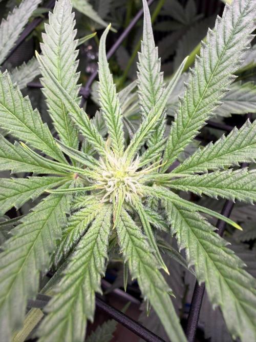 One order of Chicken n' Wafflez plz.... Week 8