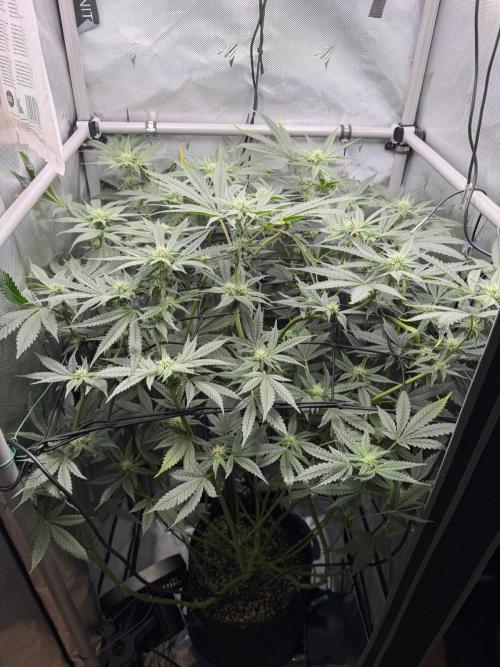 One order of Chicken n' Wafflez plz.... Week 9