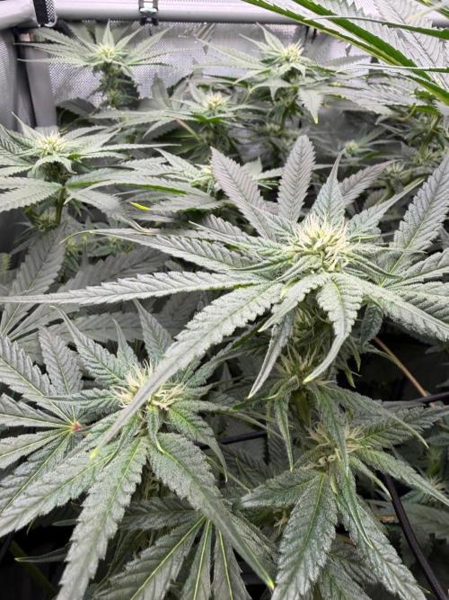 One order of Chicken n' Wafflez plz.... Week 9