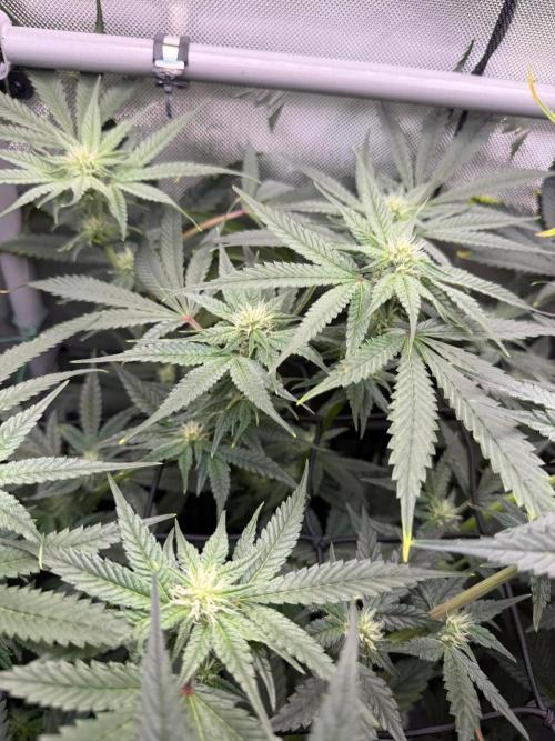 One order of Chicken n' Wafflez plz.... Week 9