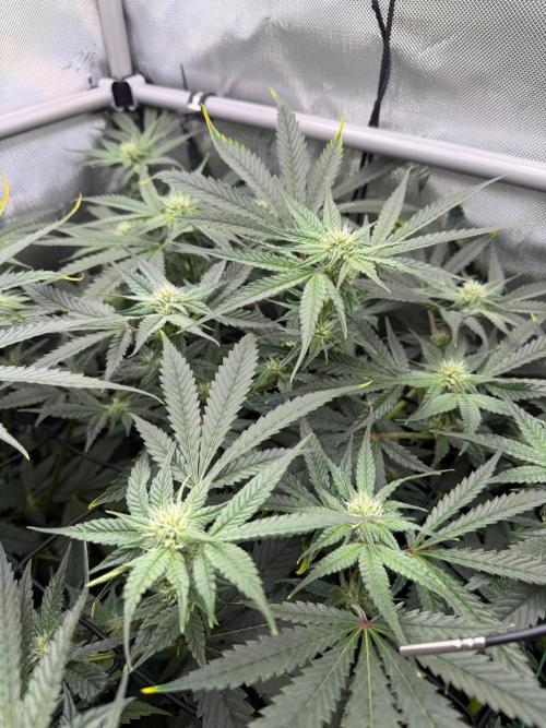 One order of Chicken n' Wafflez plz.... Week 9