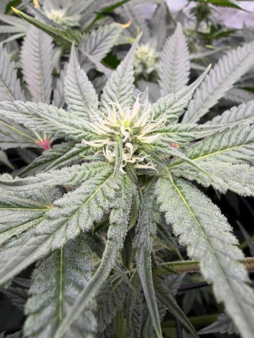 One order of Chicken n' Wafflez plz.... Week 9