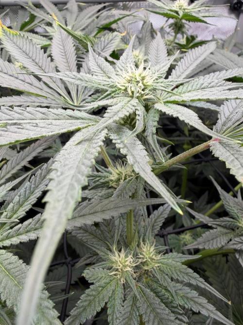 One order of Chicken n' Wafflez plz.... Week 9