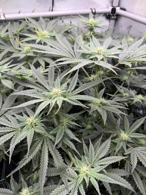 One order of Chicken n' Wafflez plz.... Week 9