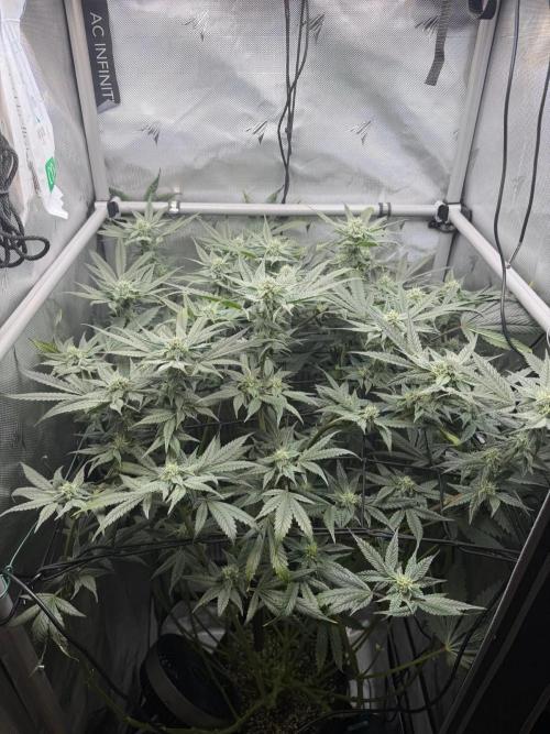 One order of Chicken n' Wafflez plz.... Week 10