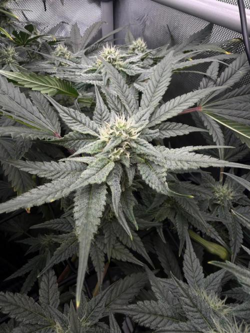 One order of Chicken n' Wafflez plz.... Week 10