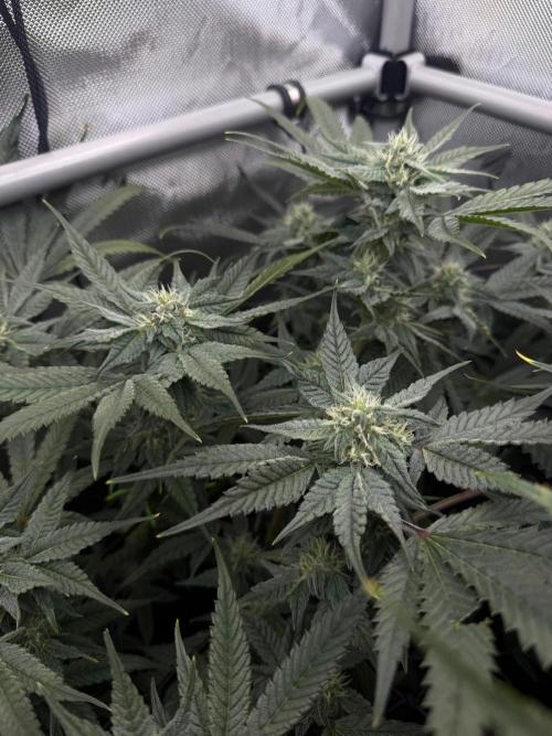 One order of Chicken n' Wafflez plz.... Week 10