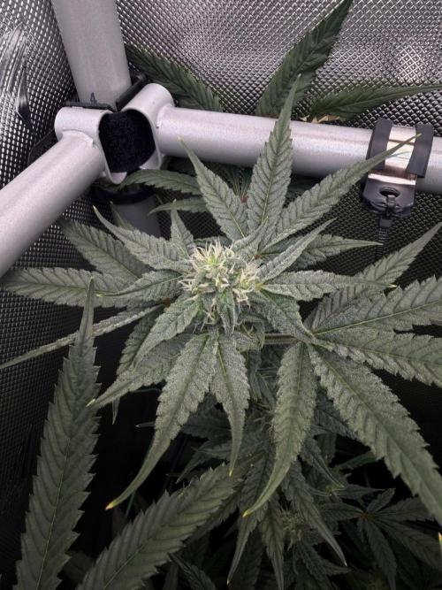 One order of Chicken n' Wafflez plz.... Week 10