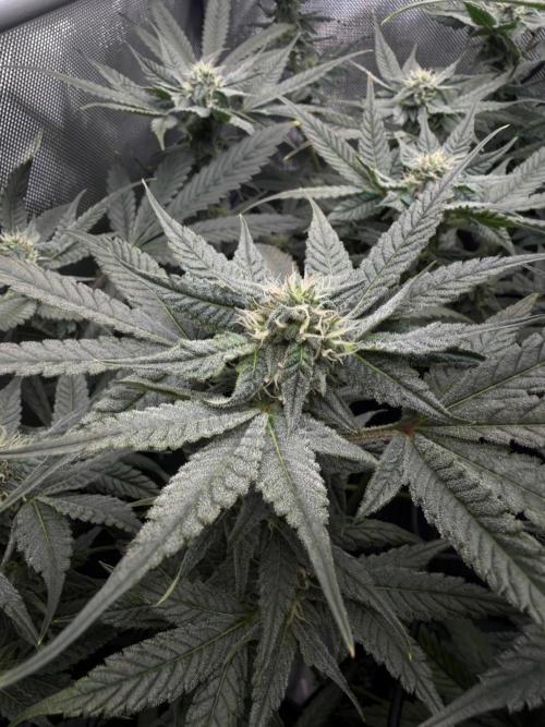 One order of Chicken n' Wafflez plz.... Week 10