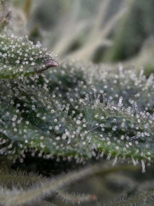 One order of Chicken n' Wafflez plz.... Week 10