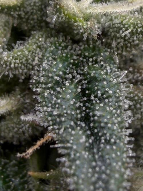 One order of Chicken n' Wafflez plz.... Week 10