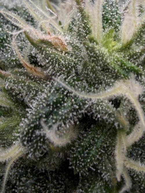 One order of Chicken n' Wafflez plz.... Week 10