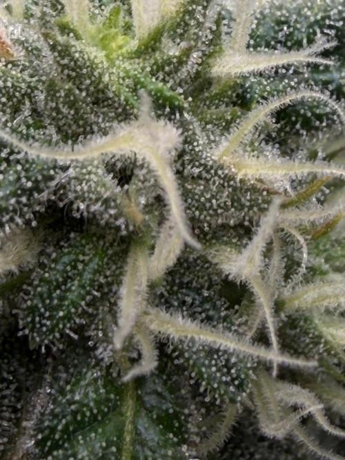 One order of Chicken n' Wafflez plz.... Week 10