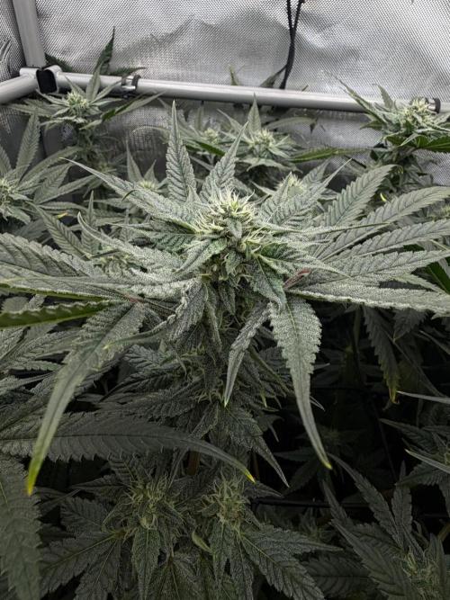 One order of Chicken n' Wafflez plz.... Week 10