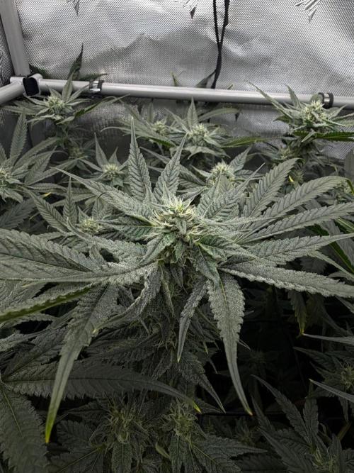 One order of Chicken n' Wafflez plz.... Week 10