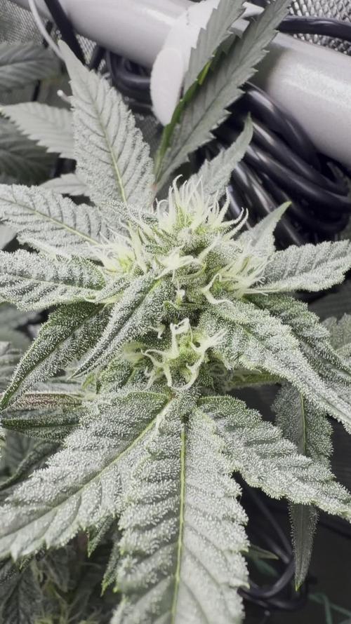 One order of Chicken n' Wafflez plz...