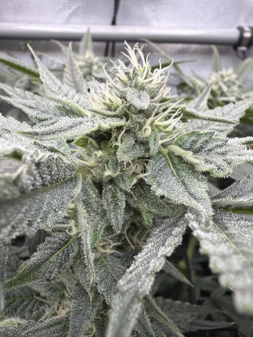 One order of Chicken n' Wafflez plz.... Week 10