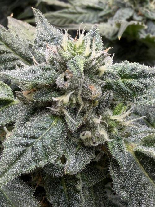 One order of Chicken n' Wafflez plz.... Week 11