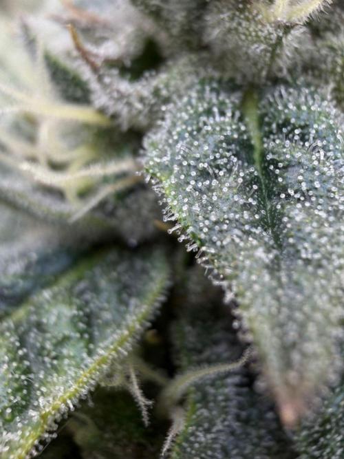 One order of Chicken n' Wafflez plz.... Week 11