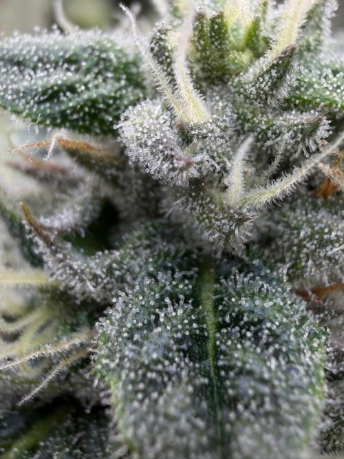 One order of Chicken n' Wafflez plz.... Week 11