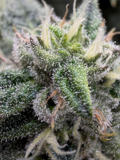 One order of Chicken n' Wafflez plz.... Week 11