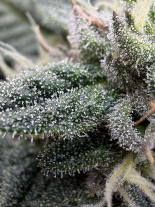 One order of Chicken n' Wafflez plz.... Week 11