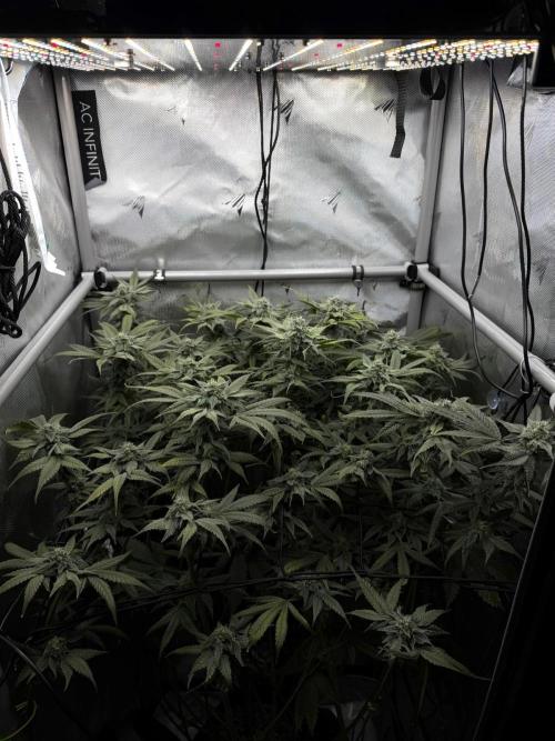 One order of Chicken n' Wafflez plz.... Week 11