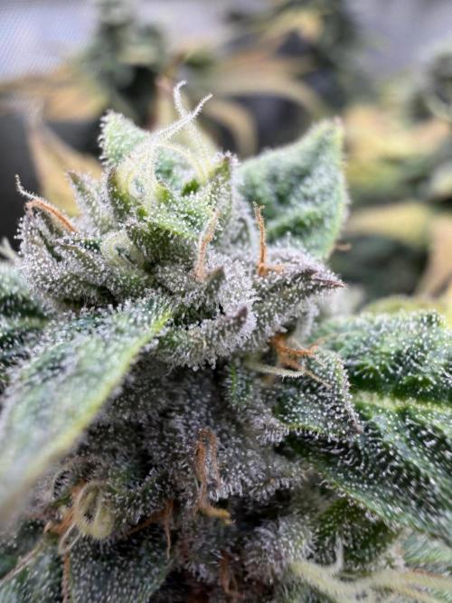 One order of Chicken n' Wafflez plz.... Week 12