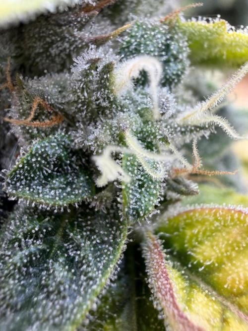 One order of Chicken n' Wafflez plz.... Week 12