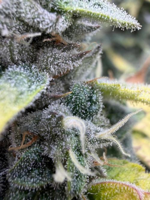 One order of Chicken n' Wafflez plz.... Week 12