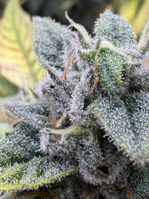 One order of Chicken n' Wafflez plz.... Week 12