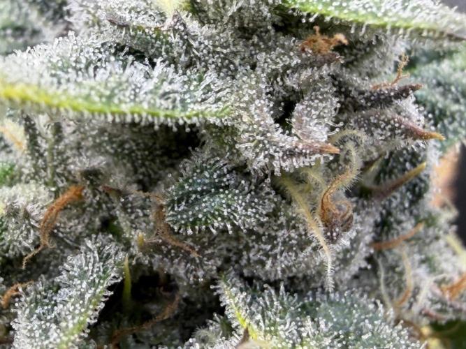 One order of Chicken n' Wafflez plz.... Week 12