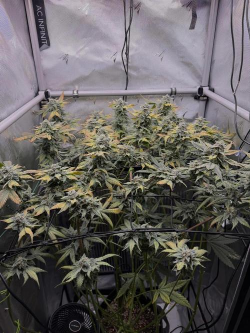 One order of Chicken n' Wafflez plz.... Week 12