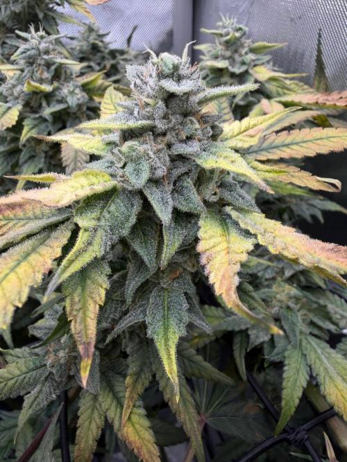 One order of Chicken n' Wafflez plz.... Week 12