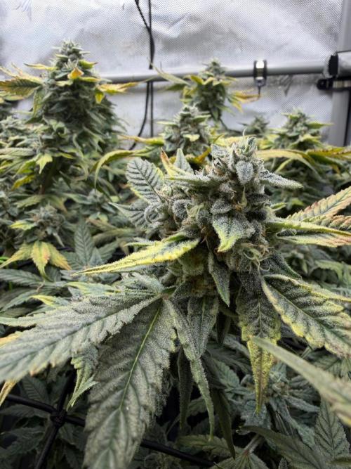 One order of Chicken n' Wafflez plz.... Week 12