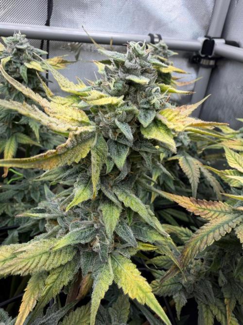 One order of Chicken n' Wafflez plz.... Week 12