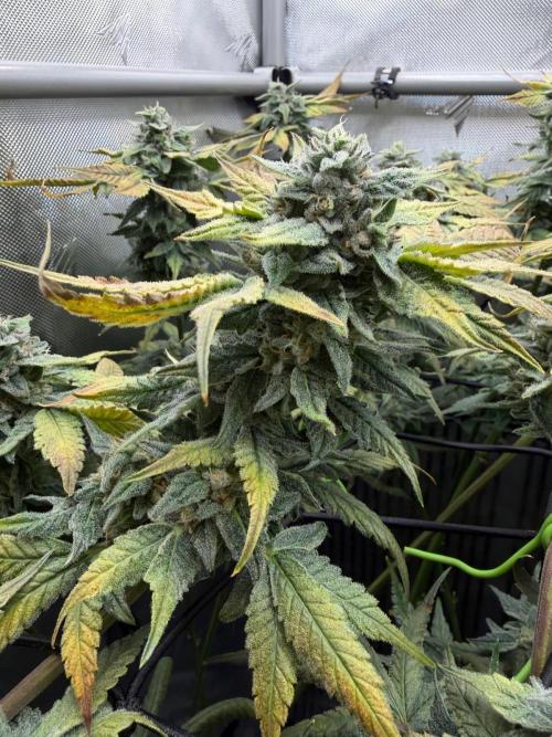 One order of Chicken n' Wafflez plz.... Week 12