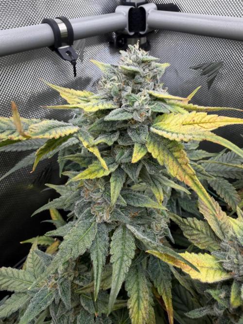 One order of Chicken n' Wafflez plz.... Week 12