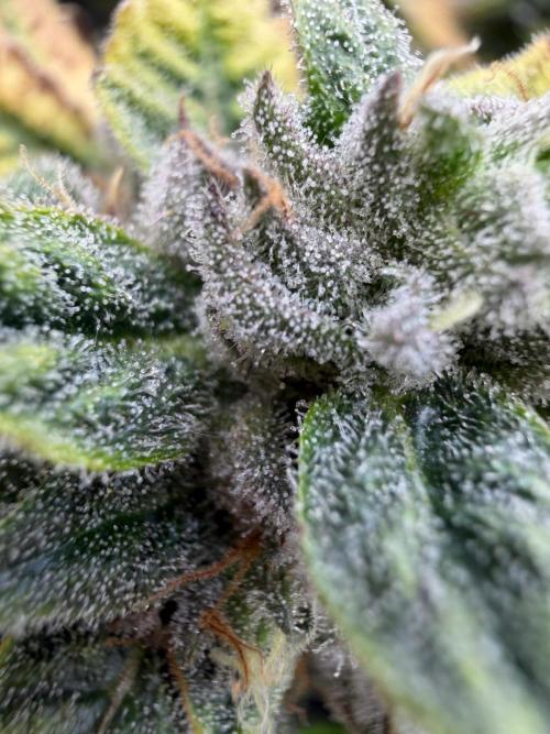 One order of Chicken n' Wafflez plz.... Week 13