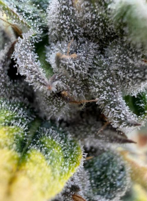 One order of Chicken n' Wafflez plz.... Week 13