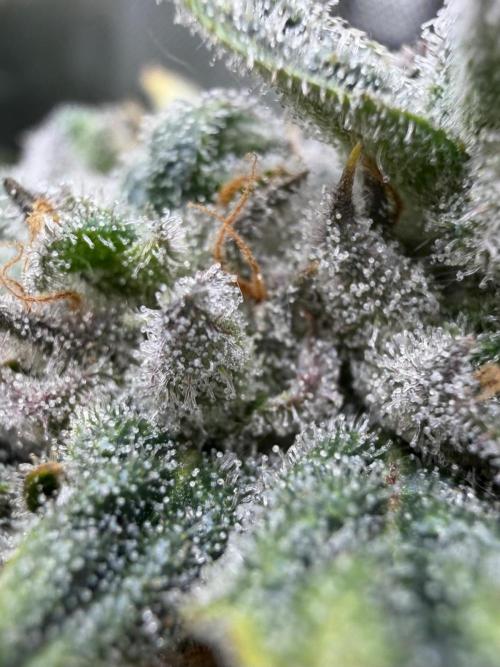 One order of Chicken n' Wafflez plz.... Week 13