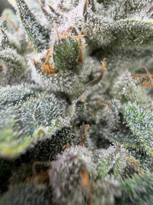 One order of Chicken n' Wafflez plz.... Week 13