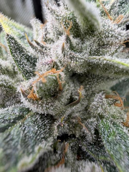 One order of Chicken n' Wafflez plz.... Week 13