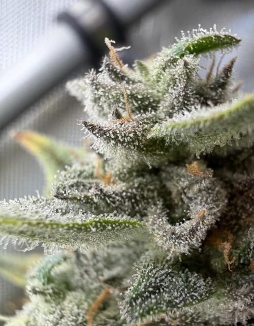 One order of Chicken n' Wafflez plz.... Week 13