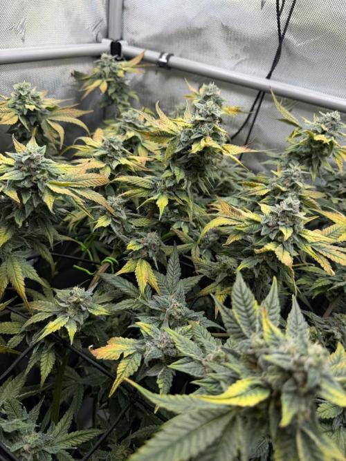 One order of Chicken n' Wafflez plz.... Week 13