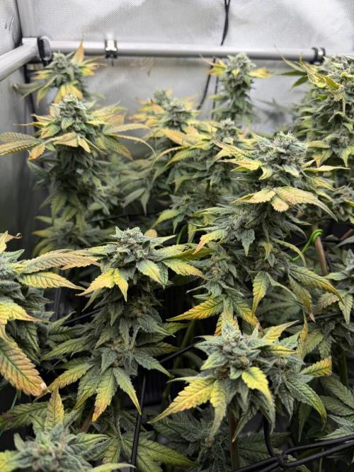 One order of Chicken n' Wafflez plz.... Week 13