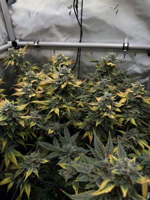 One order of Chicken n' Wafflez plz.... Week 13