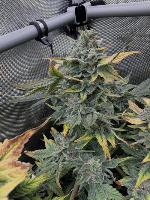 One order of Chicken n' Wafflez plz.... Week 13