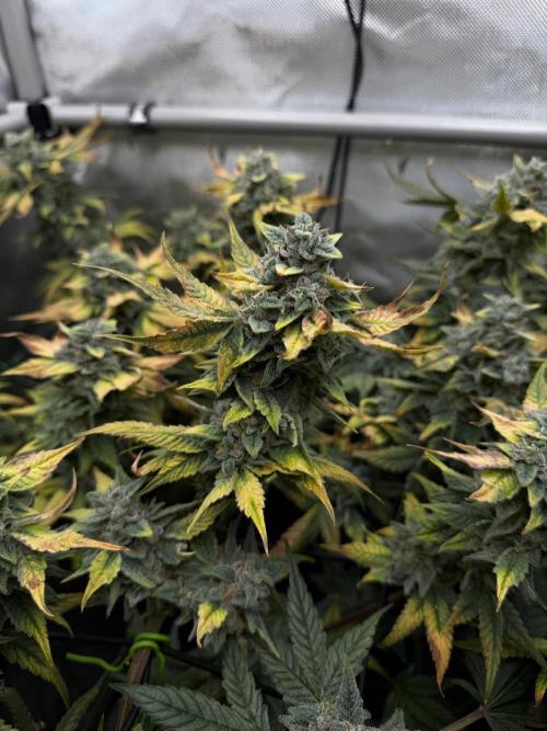 One order of Chicken n' Wafflez plz.... Week 13